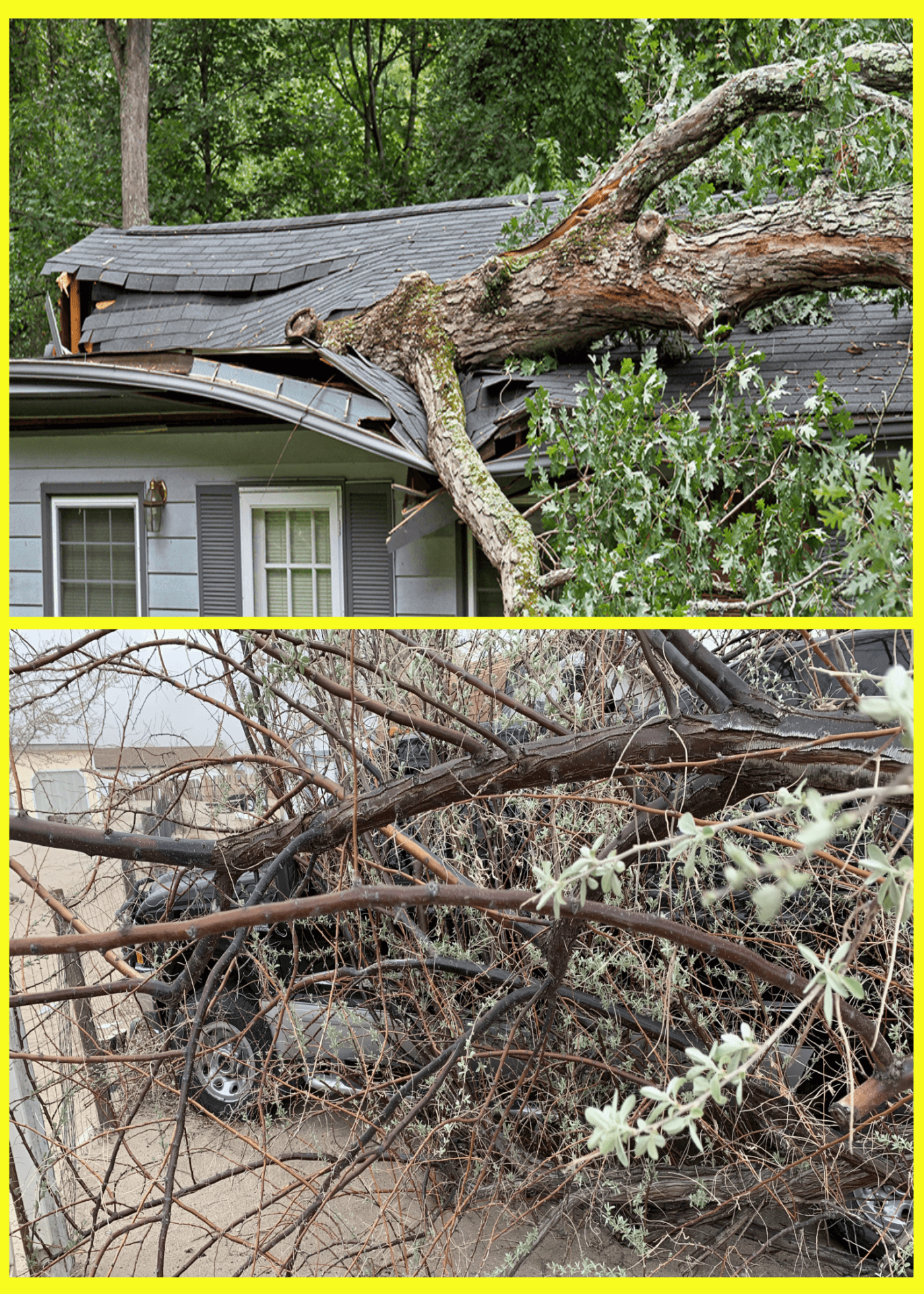 Safe tree removal practices by Wilson Tree Works Safe tree removal practices by Wilson Tree Works