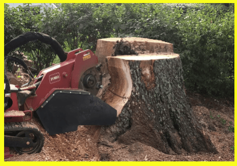 Tree Cutting Tree Cutting